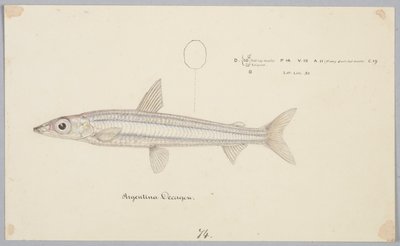 Decágono de Argentina de Frank Edward Clarke